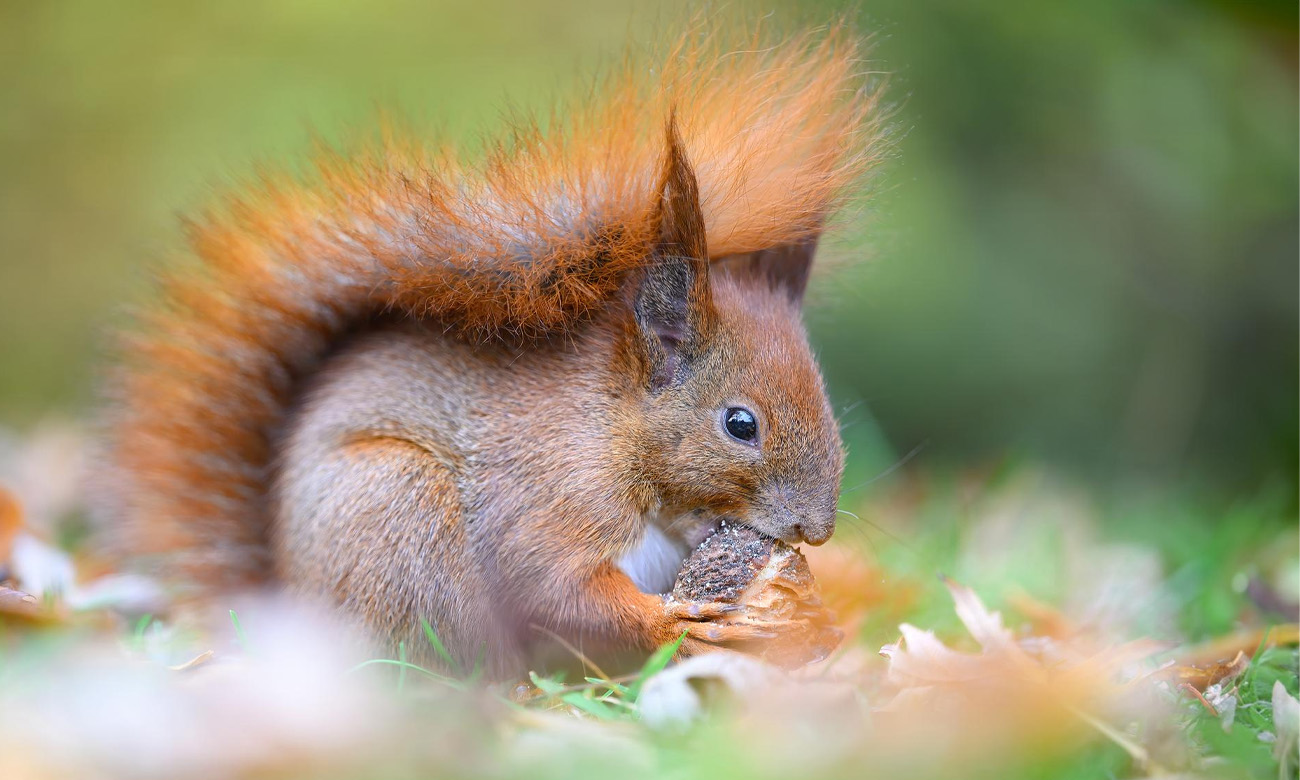 Объектив SigmaS 70-200/2.8 DG DN OS с переменным фокусным расстоянием с байонетом L